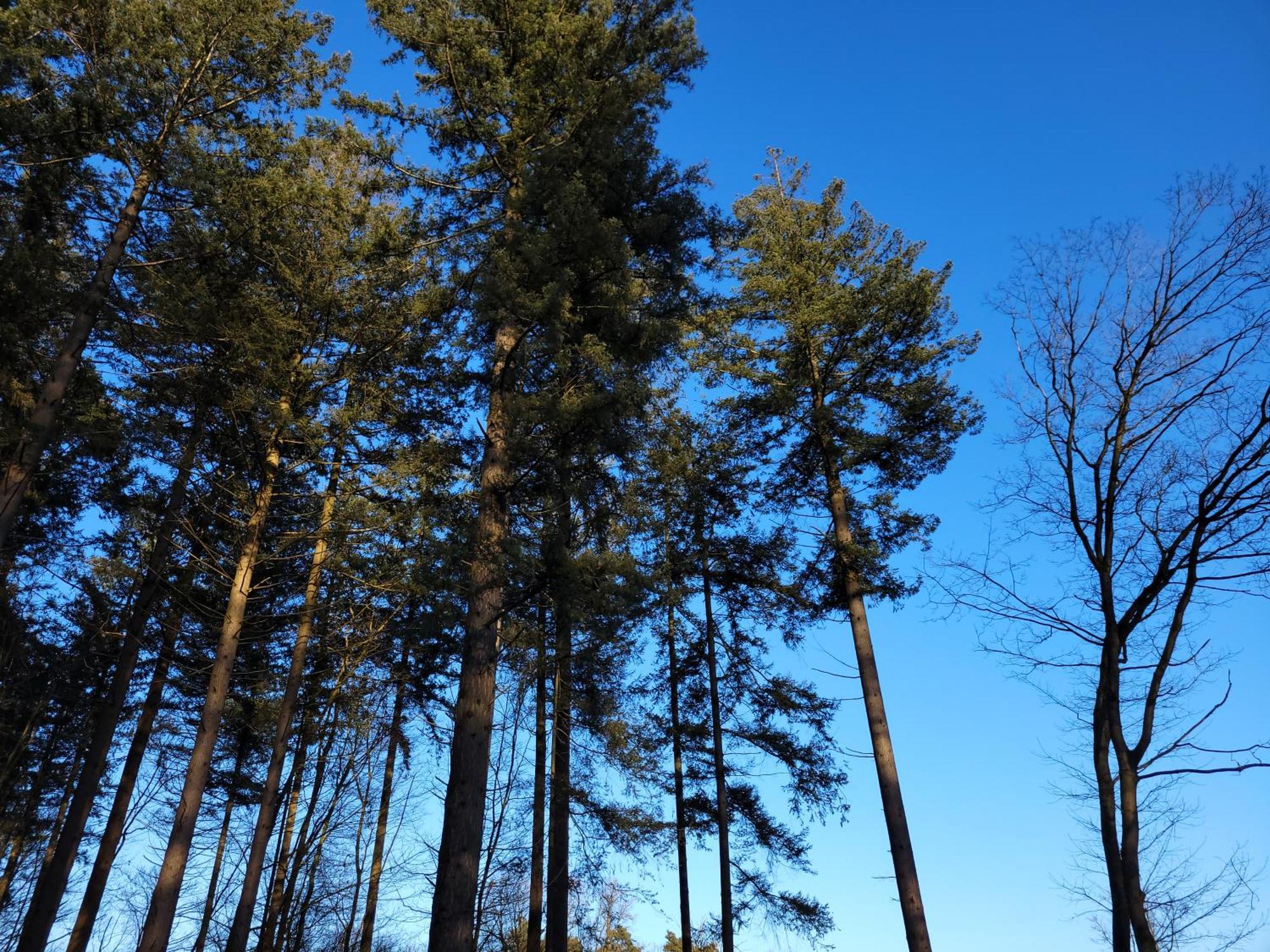 Secret Wellness Boszicht Villa Holten Exteriör bild